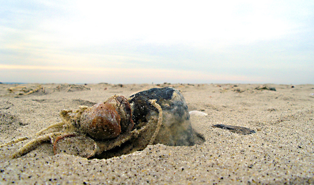 Wash on Shore