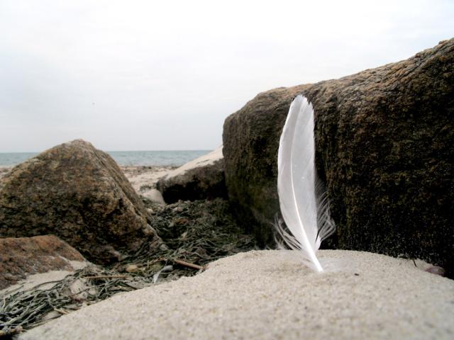 Feather at Harwich