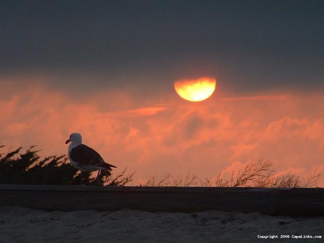 seagull sunset