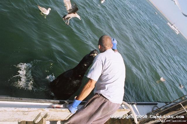 DOUG FEEDING THE TOWN SEAL