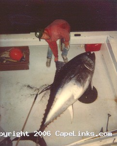 giant bluefin tuna