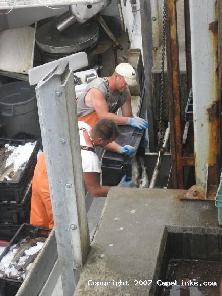 Unloading cod at Chatham 2007