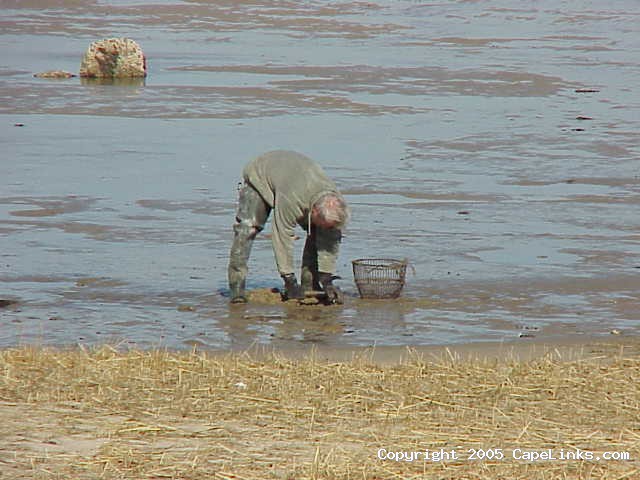 digging clams in barnstable