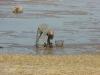 digging clams in barnstable