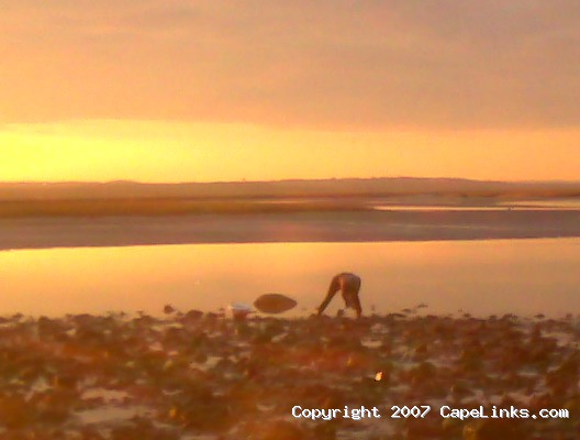 Clammer in Barnstable