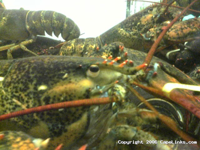 Lobster tank