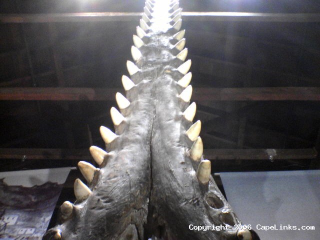 sperm whale jaw