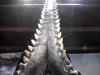 sperm whale jaw