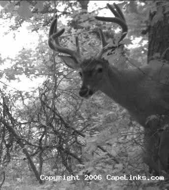 nice cape cod deer