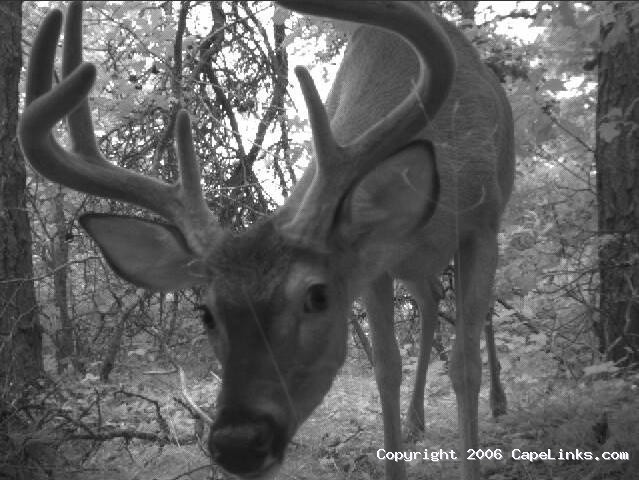 8 point buck up close