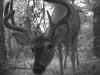 8 point buck up close
