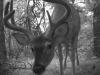 8 point buck up close