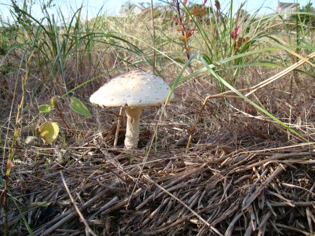 Wellfleet Toadstool