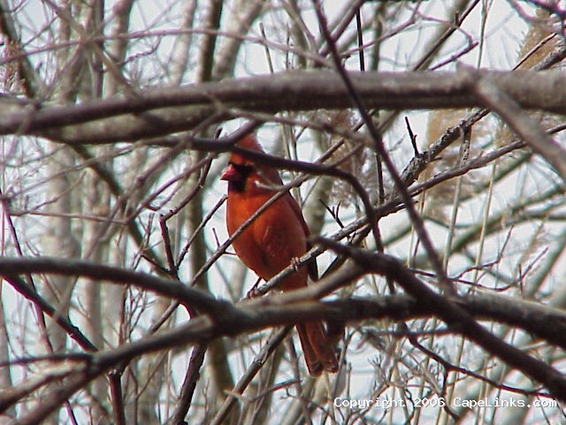 cardinal