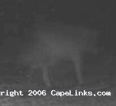Cape Cod coyote