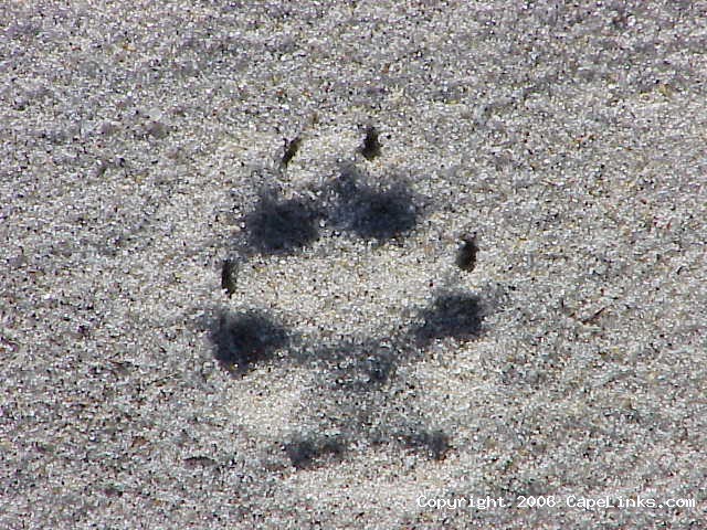 coyote track