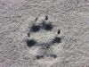 coyote track