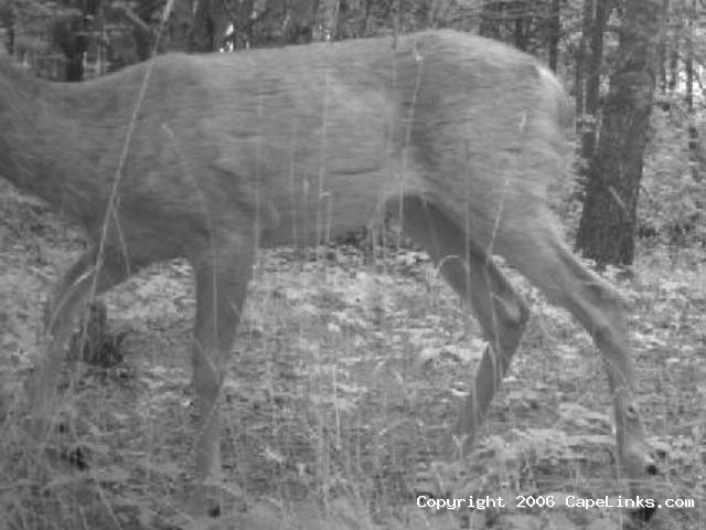 headless deer