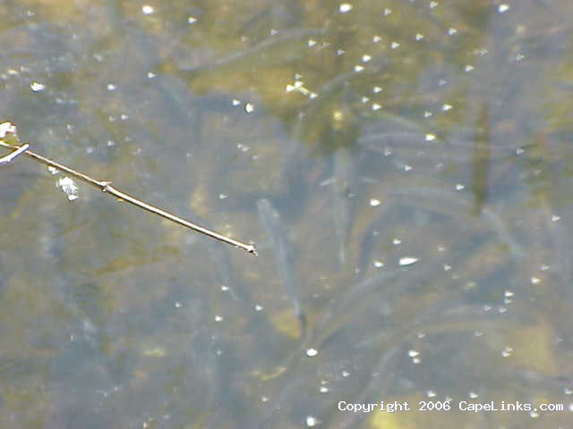 herring run