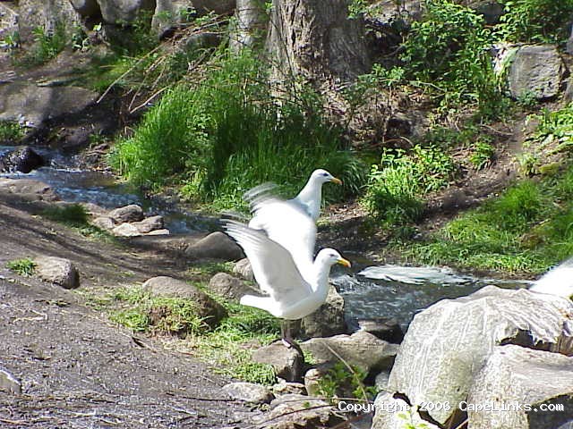 seagulls at work