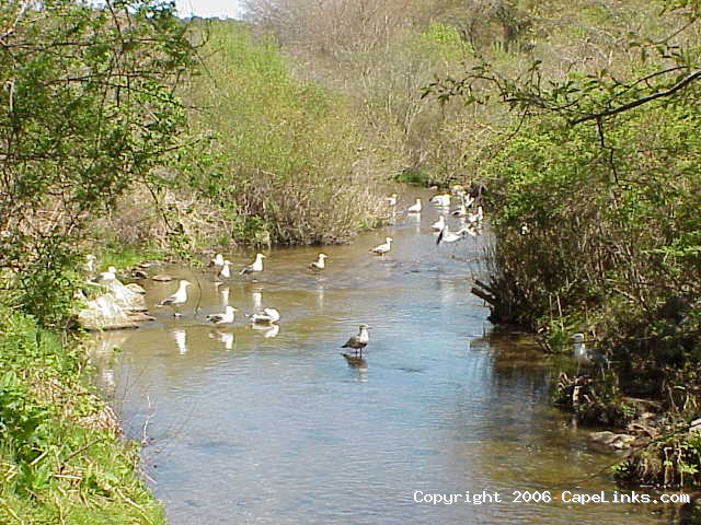 brewster herring run