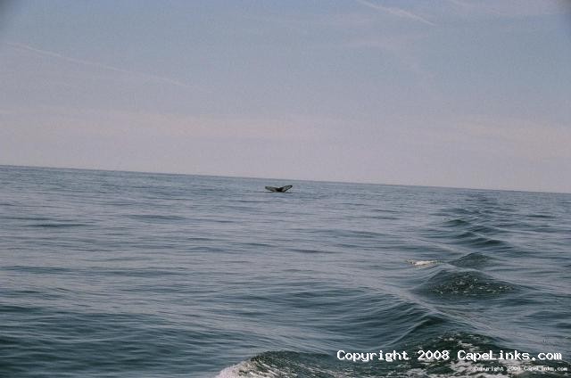 humpback whale