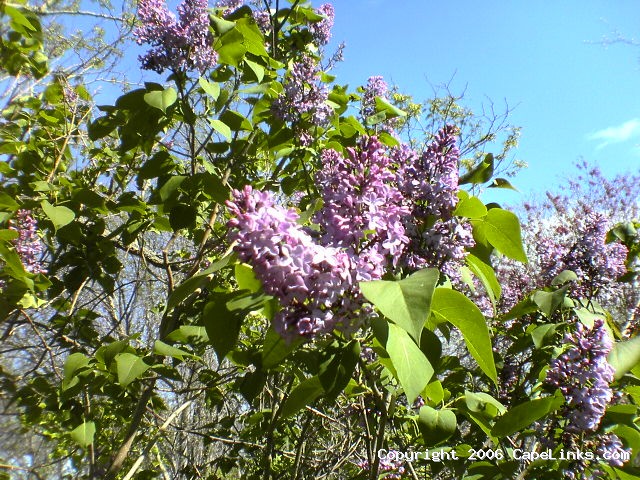 lilac bushes