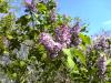 lilac bushes