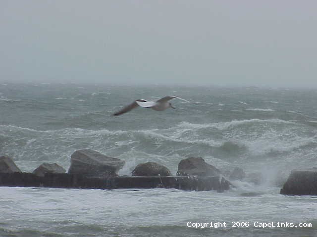 seagull navigates a storm