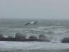 seagull navigates a storm