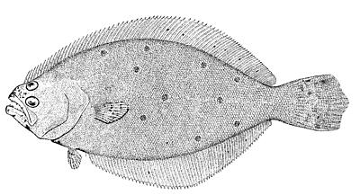 summer flounder or fluke