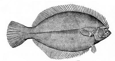 winter flounder or blackback